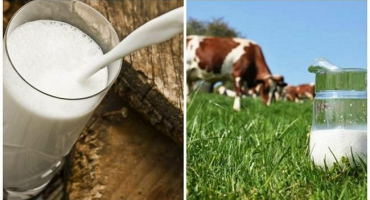 Kdy nastává laktace u domácích zvířat a kolik dní toto období trvá?